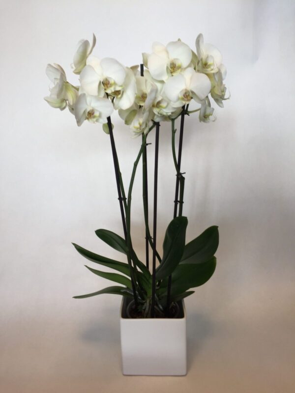 hvid orchide
