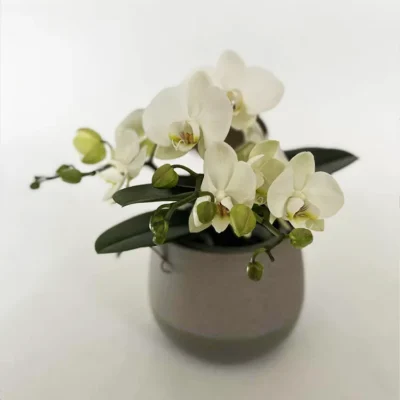 orkidé hvid